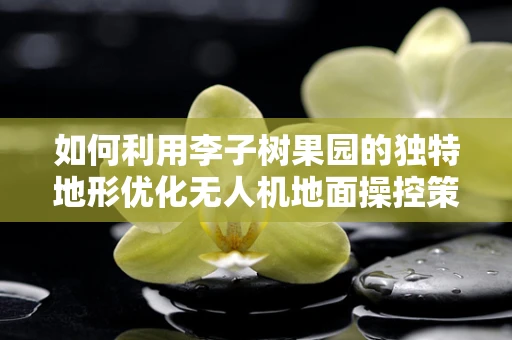 如何利用李子树果园的独特地形优化无人机地面操控策略？