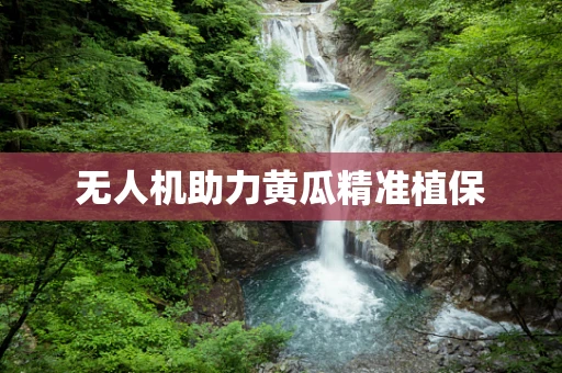 无人机助力黄瓜精准植保